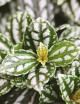 Terrarium plants Pilea cadierei
