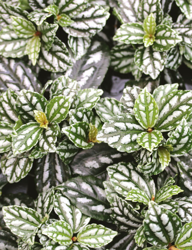 Terrarium plants Pilea cadierei