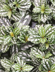 Terrarium plants Pilea cadierei
