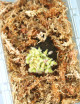 Cephalotus follicularis - Mini-polillas
