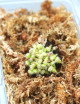 Cephalotus follicularis - Mini-polillas