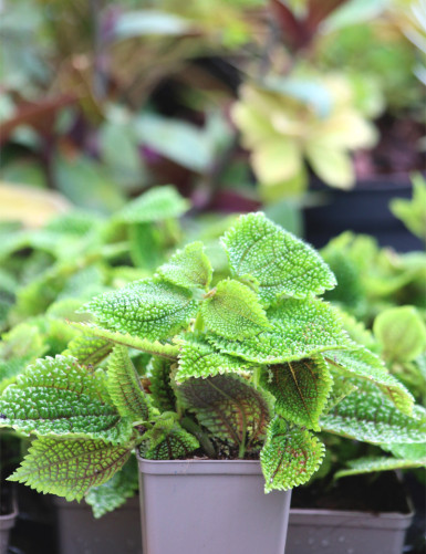 Terrarium plants Pilea mollis