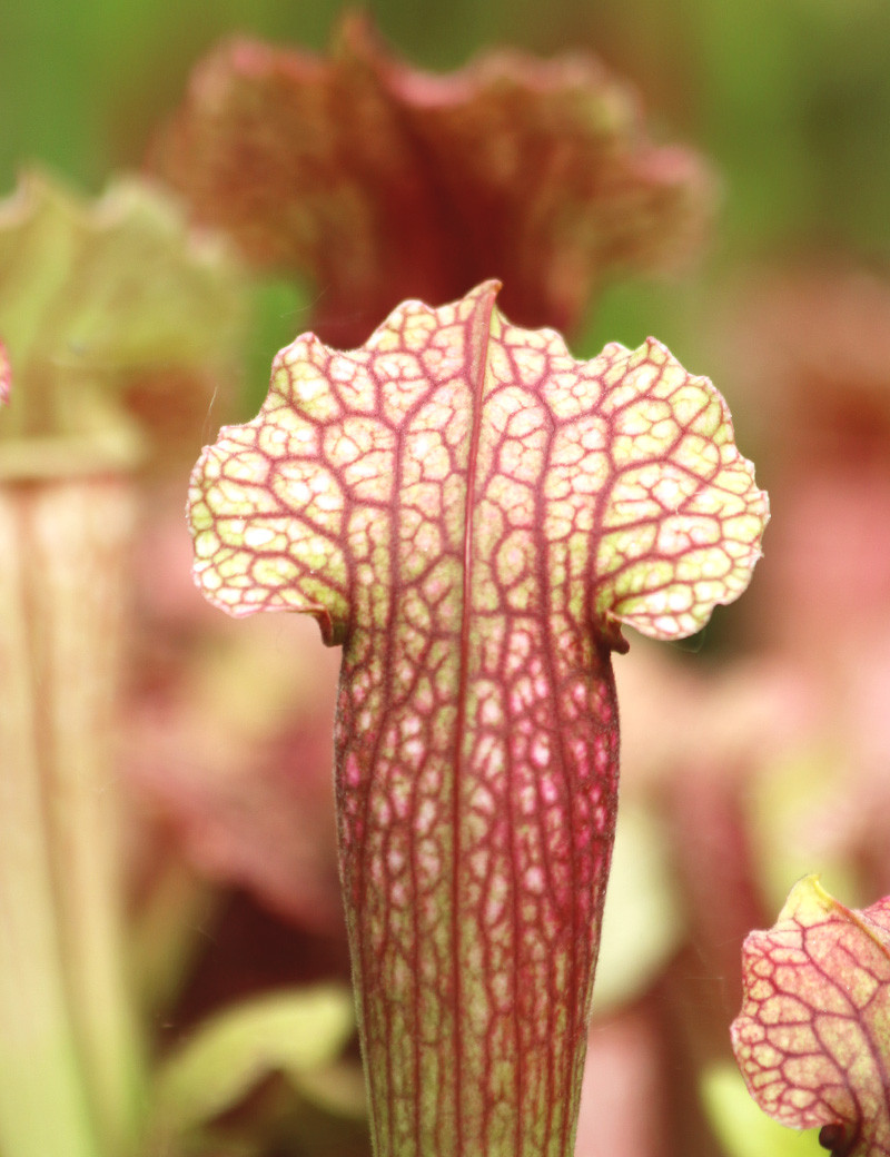 Carnivorous plant Sarracenia hybrid FIONA