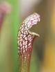 Plante carnivore Sarracenia leucophylla x wrigleyana