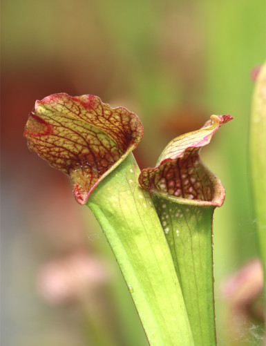 Carnivorous plant Sarracenia leucophylla x courtii