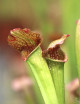 Carnivorous plant Sarracenia leucophylla x courtii