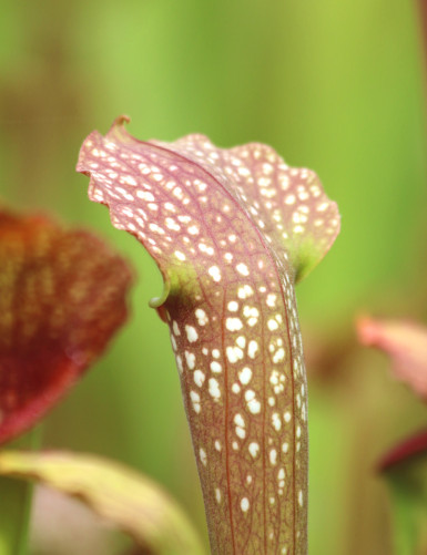 Carnivorous plant Sarracenia leucophylla x courtii