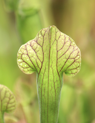 Plante carnivore Sarracenia (purpurea x rubra) x leucophylla