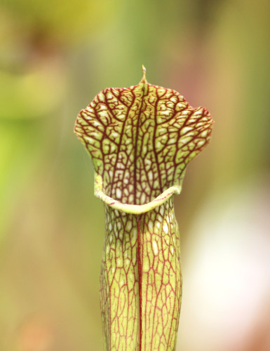 Plante carnivore Sarracenia x (x excellens x readii)