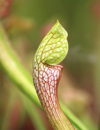 Carnivorous plant Sarracenia x wrigleyana 'green form'