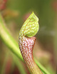 Plante carnivore Sarracenia x wrigleyana 'forme verte'