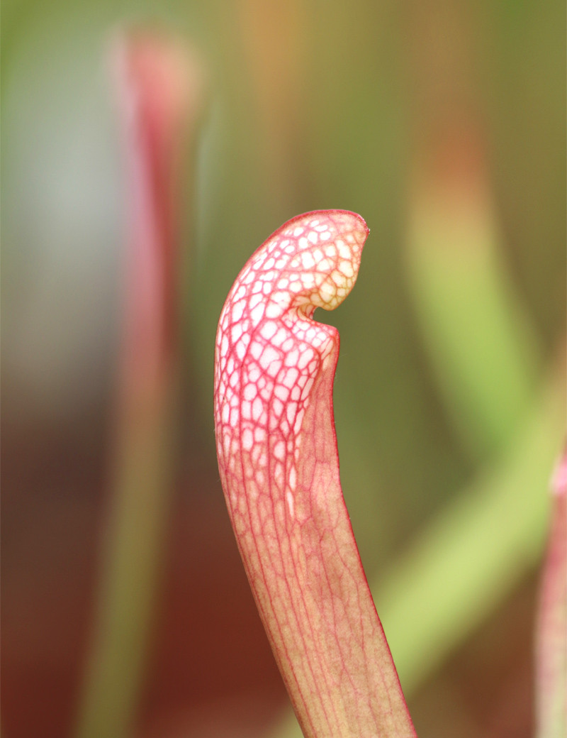 Plante carnivore Sarracenia x wrigleyana