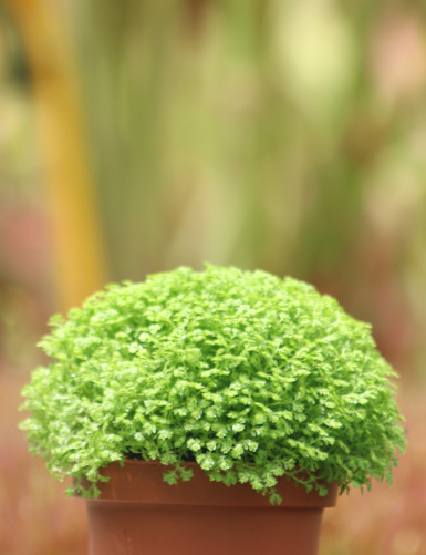 Plantes terrariums Selaginella apoda