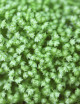 Plantes terrariums Selaginella apoda