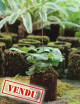 Hemionitis arifolia root in tree fern