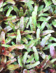 Plante terrarium Neoregelia 'Atlantis'
