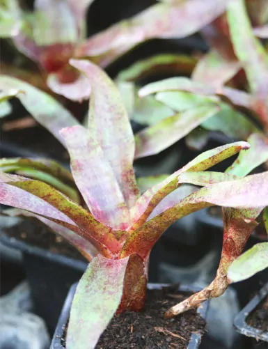 Plante terrarium Neoregelia 'Atlantis'