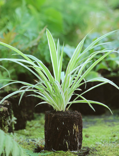 Kit - Chlorophytum Pacific en xaxim pour terrarium