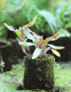 Neoregelia colombia red raciné in xaxim