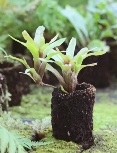 Neoregelia mephisto raciné...