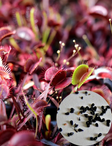 Dionaea muscipula Akai Ryu x Akai Ryu Carnivorous Plant Seeds