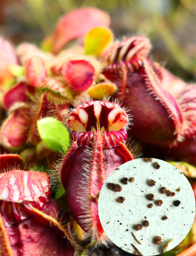 semillas Cephalotus sp.