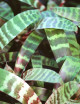 Terrarium plants Vriesea splendens