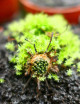 Drosera x hybrida carnivorous plant