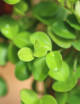 Peperomia rotundifolia | Para trasplantar