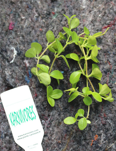 Peperomia rotundifolia | Para trasplantar