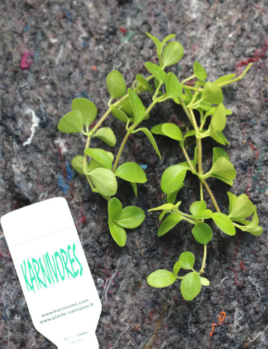 Peperomia rotundifolia | To transplant