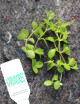 Peperomia rotundifolia | To transplant