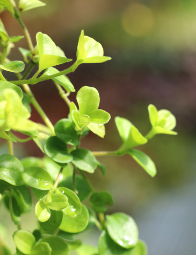 Peperomia rotundifolia | Para trasplantar