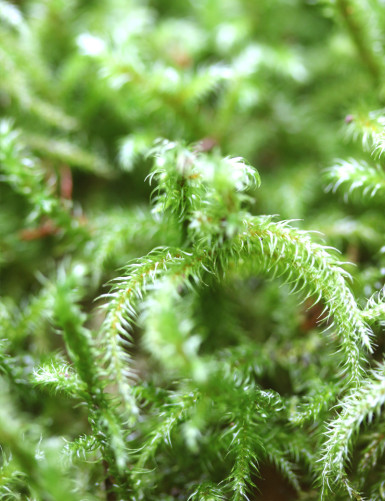 Natural green moss lycopodium - Thick plate 4-6cm