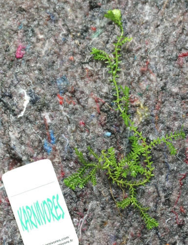 Selaginella kraussiana | To...