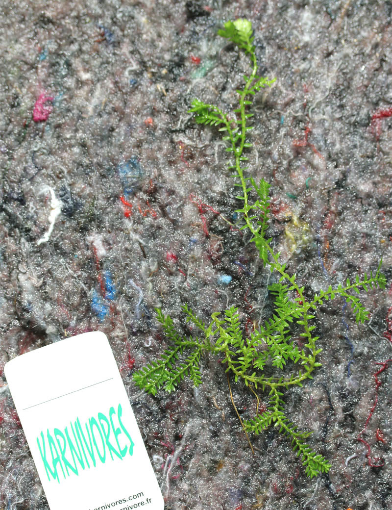 Selaginella kraussiana | Para trasplantar