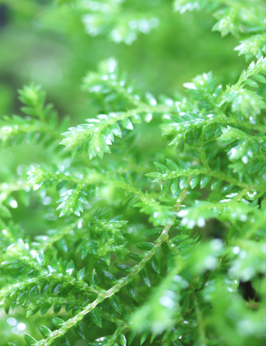 Selaginella kraussiana | Para trasplantar
