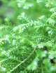Selaginella kraussiana | Para trasplantar