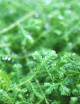 Selaginella kraussiana | To transplant