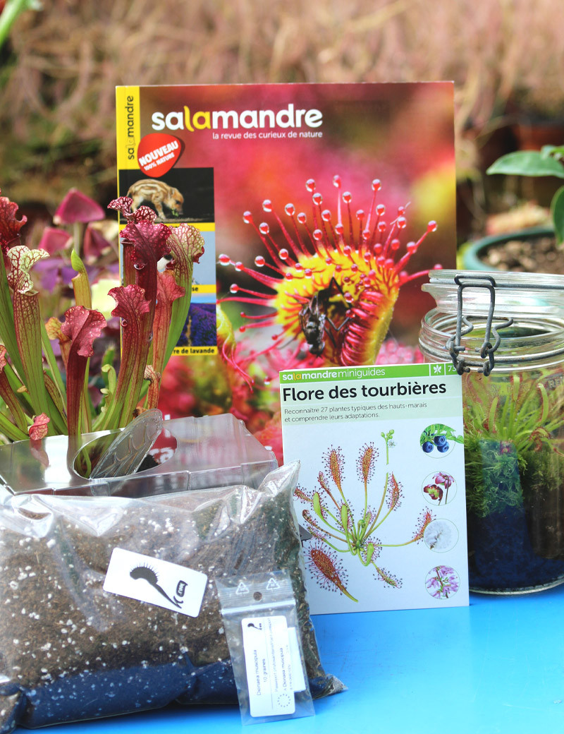 Mega Discovery Pack - Carnivorous Plants
