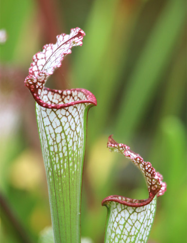 Carnivorous plant Sarracenia leucophylla pubescent pink