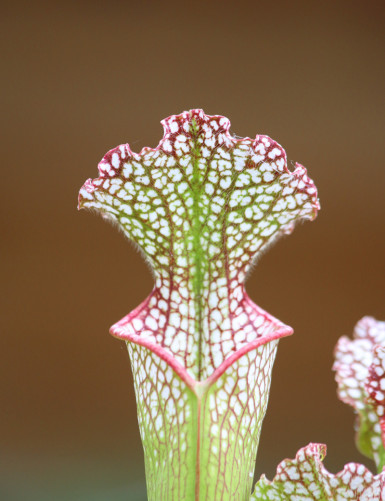 Carnivorous plant Sarracenia leucophylla red white Mobile Co.