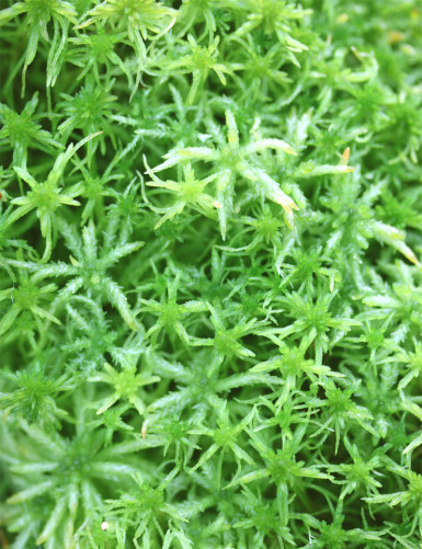 Living sphagnum - Crested sphagnum Carnivorous plant - Venus flytrap