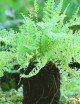 Athyrium spicatum 'esculpido' enraizado en xaxim