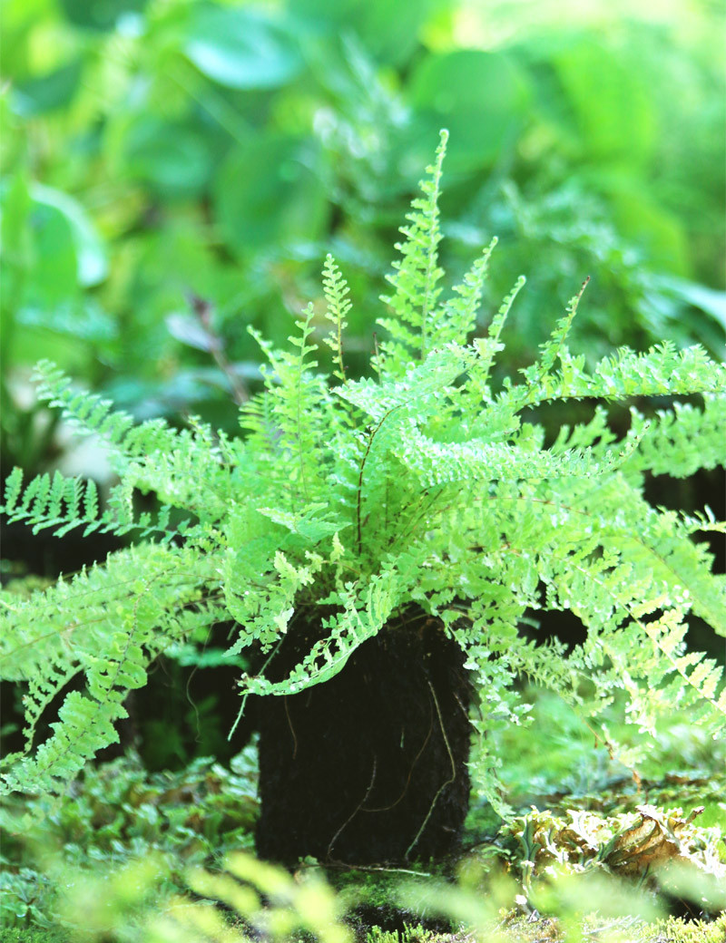 Athyrium spicatum 'esculpido' enraizado en xaxim