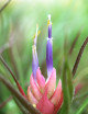Tillandsia pruinosa - 8 to 10 cm air plant