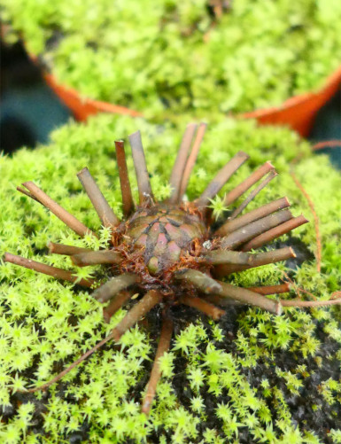 Drosera filiformis 'Florida Giant' carnivorous plant
