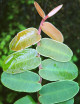 Marcgravia sintenisii terrarium plants