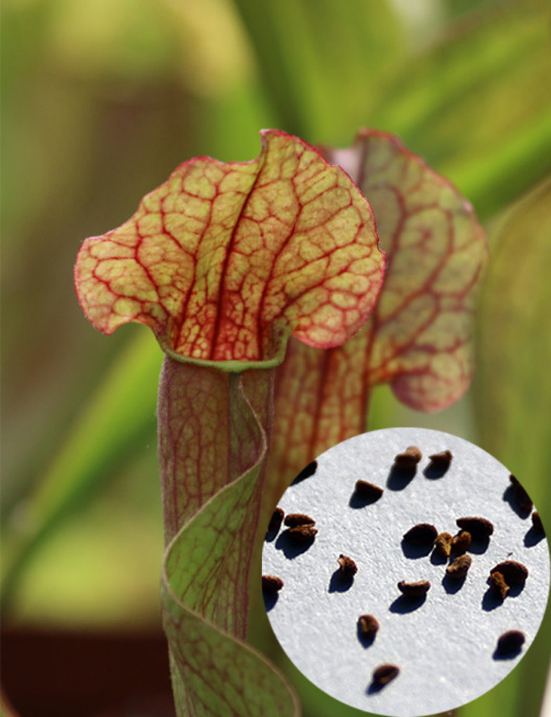 Semillas de Sarracenia x mitchelliana x (purpurea x oreophila)