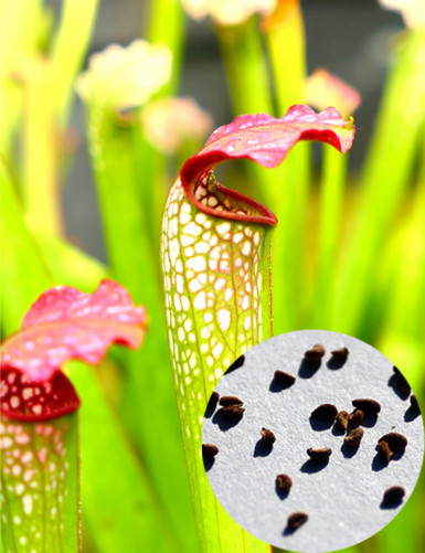 Semillas Sarracenia x...